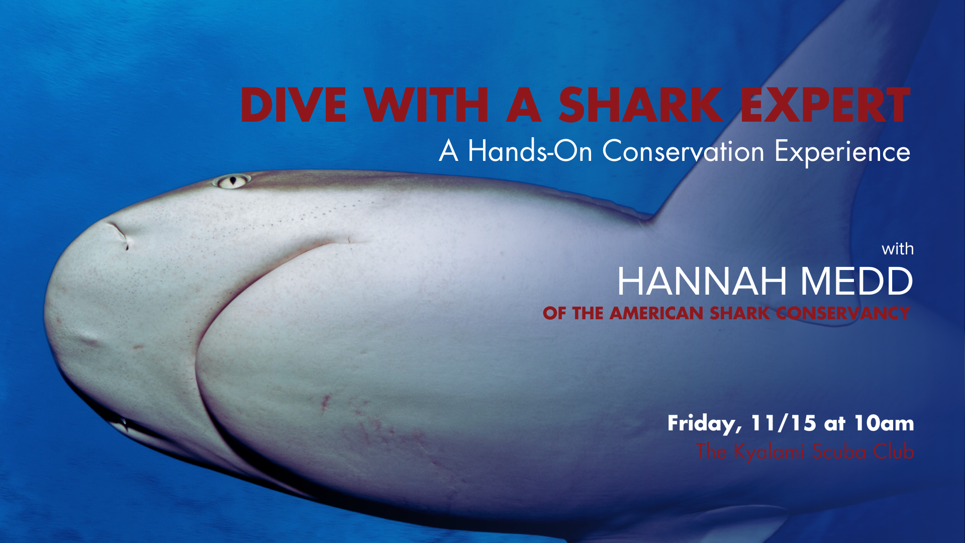 Dive with a Shark Expert – A Hands-On Conservation Experience