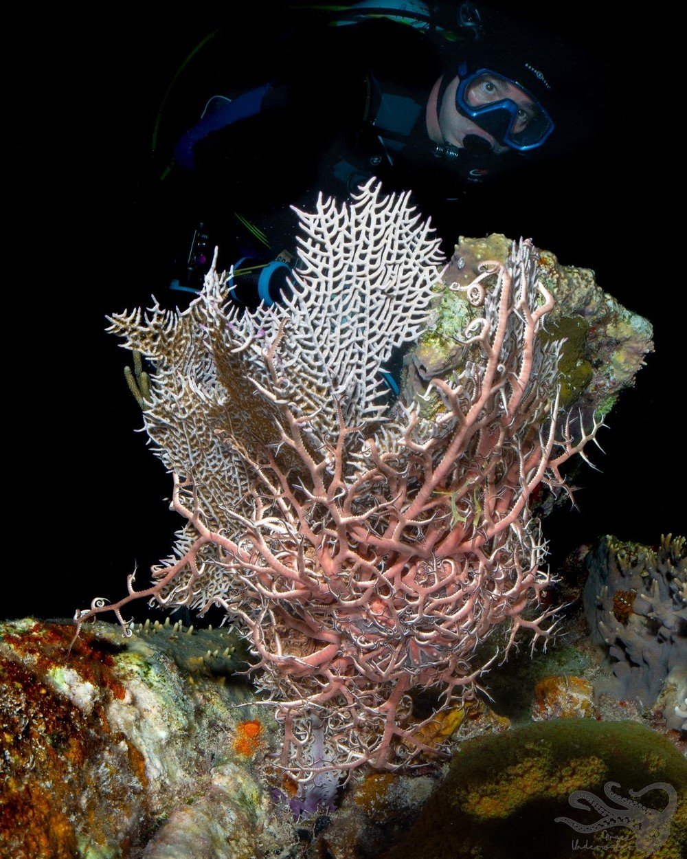 night coral.jpg
