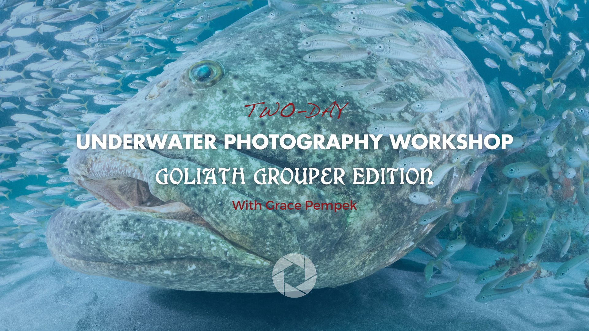 Two-Day Underwater Photography Workshop: Goliath Grouper Edition