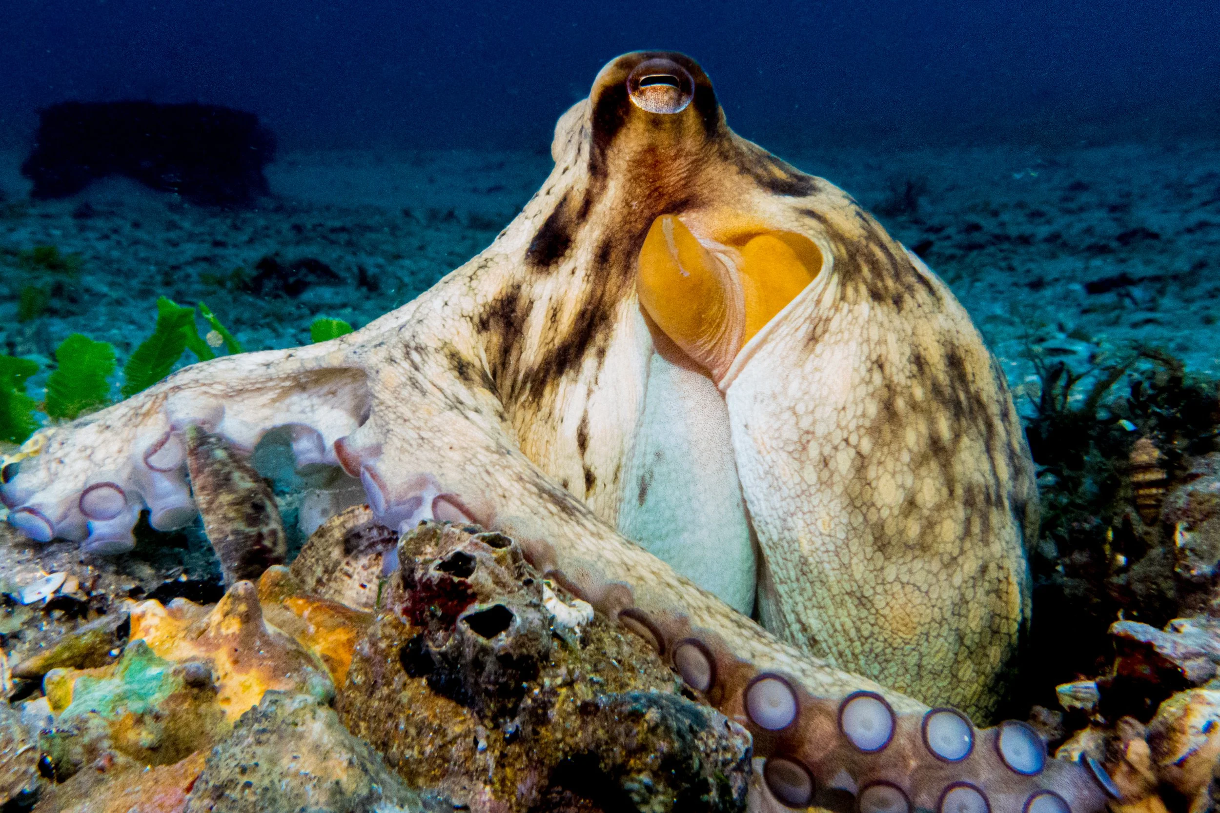 Octopus Talk with OctoGirl Dr. Chelsea Bennice