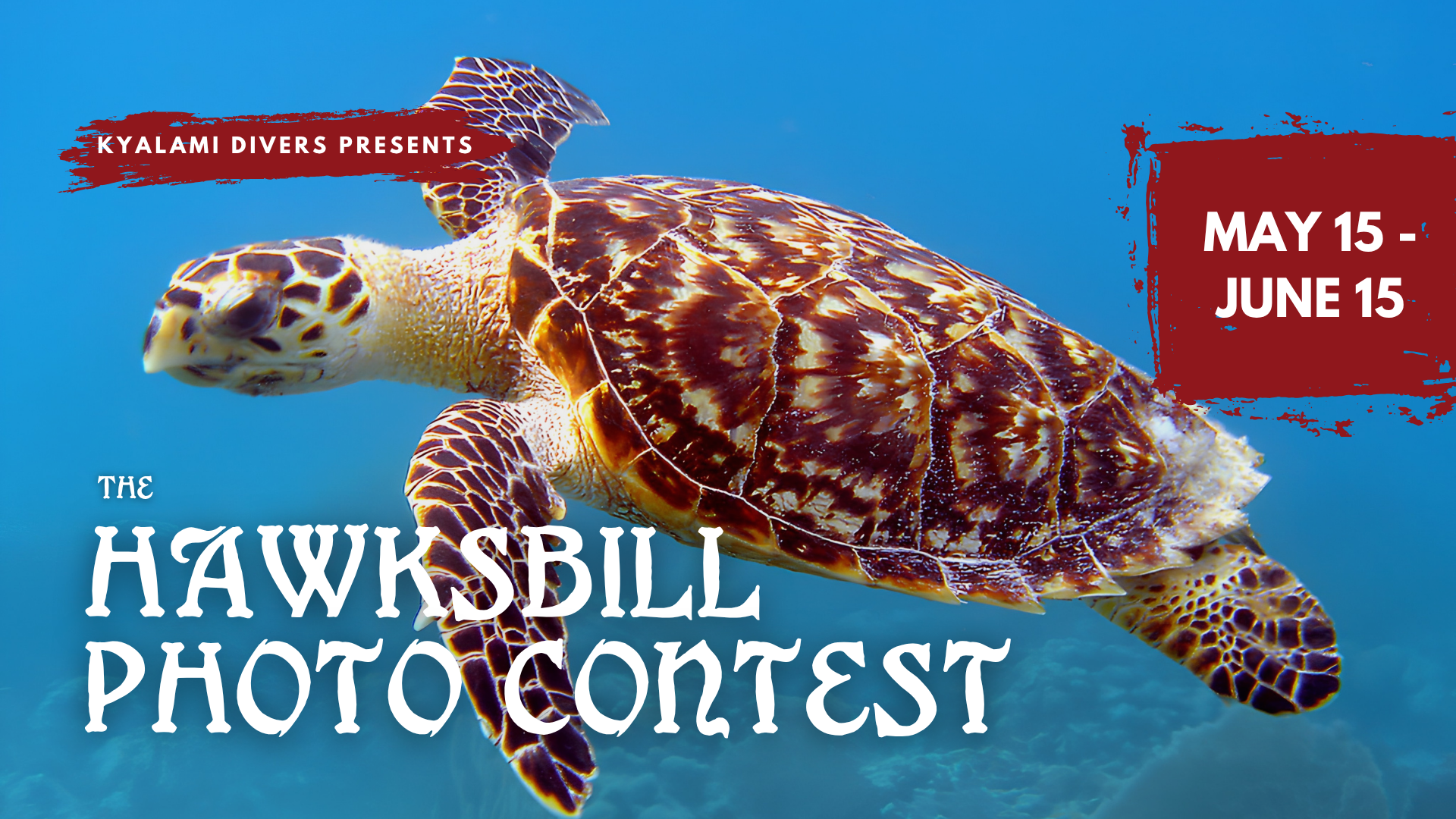 Hawksbill Sea Turtle Photography Contest