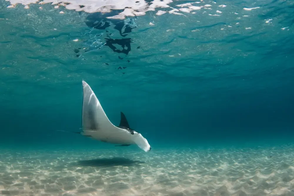 An Evening with the Florida Manta Project