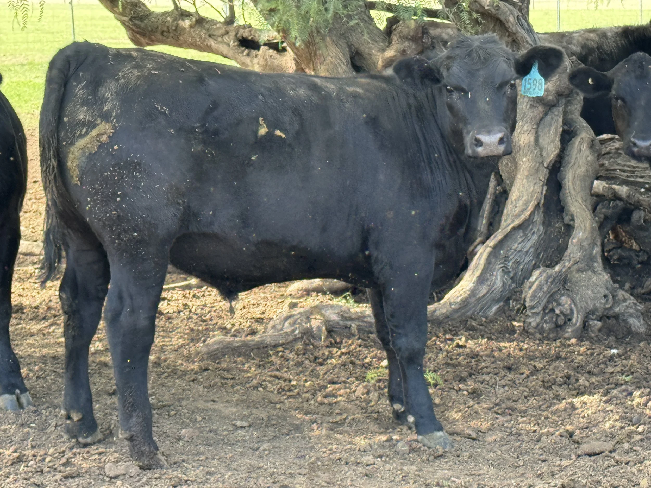 EUROA STORE SALE - MYSTIC STEERS TOP SALE