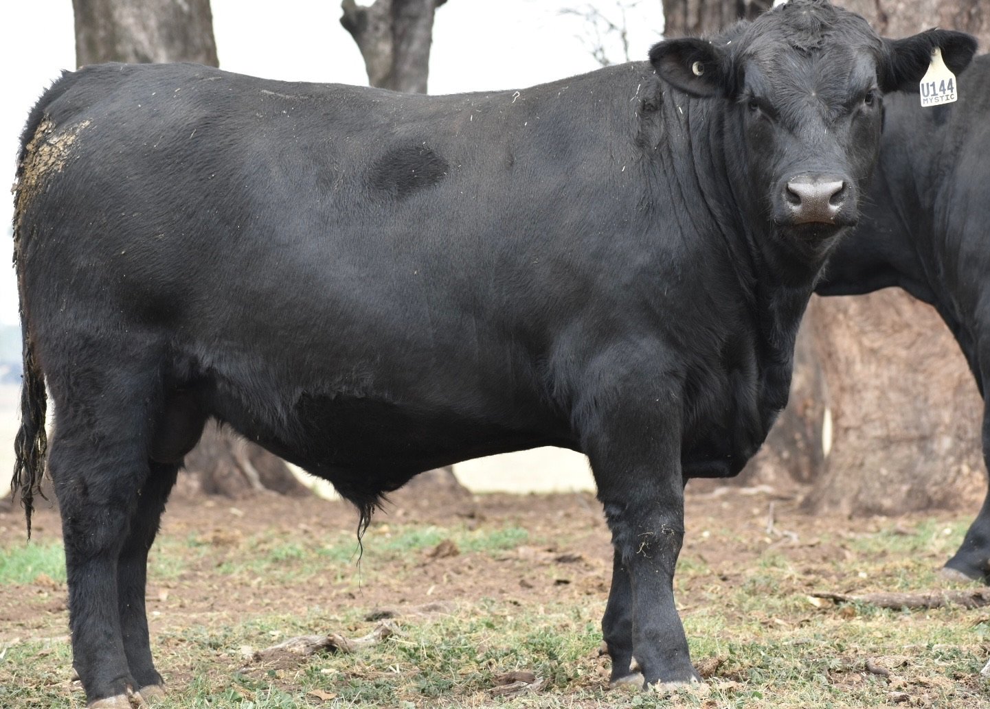 Mystic Angus | Quality Angus Bulls | Goorambat, Victoria