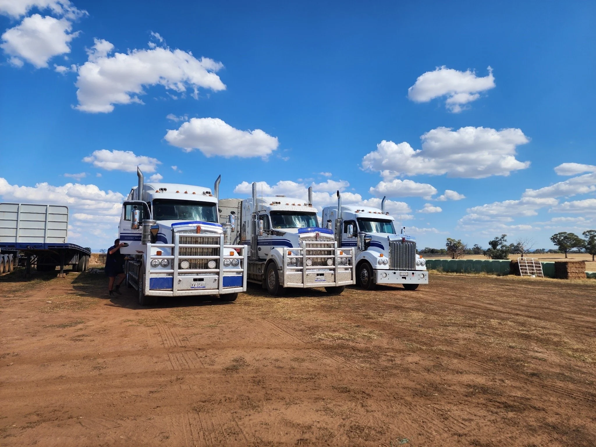 Three Woollahra grazing trucks