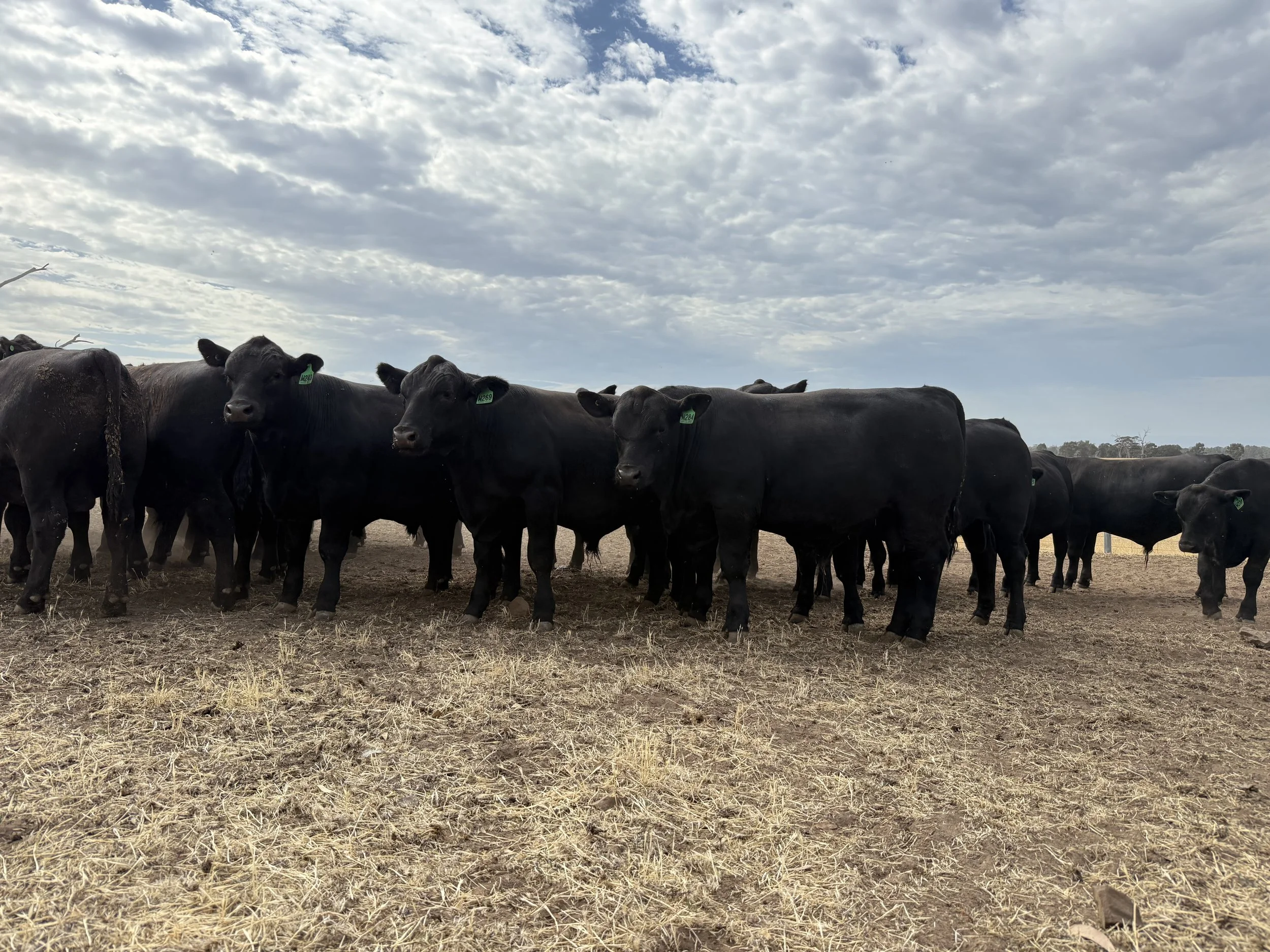A herd of black cows standing on a dry farm field under cloudy sky.