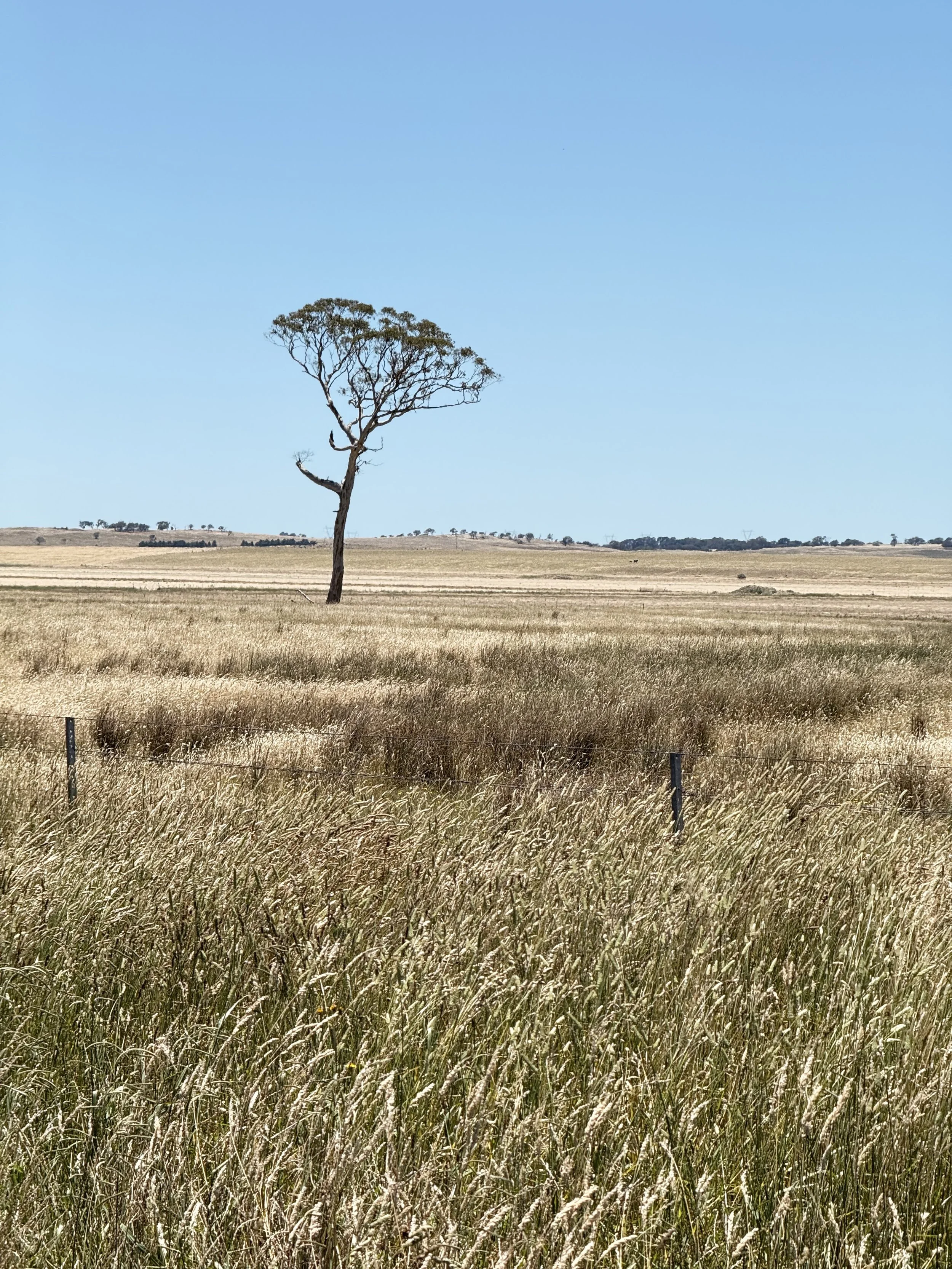 Open field of tall, golden grass with a lone, sparse tree in the background under a clear blue sky.