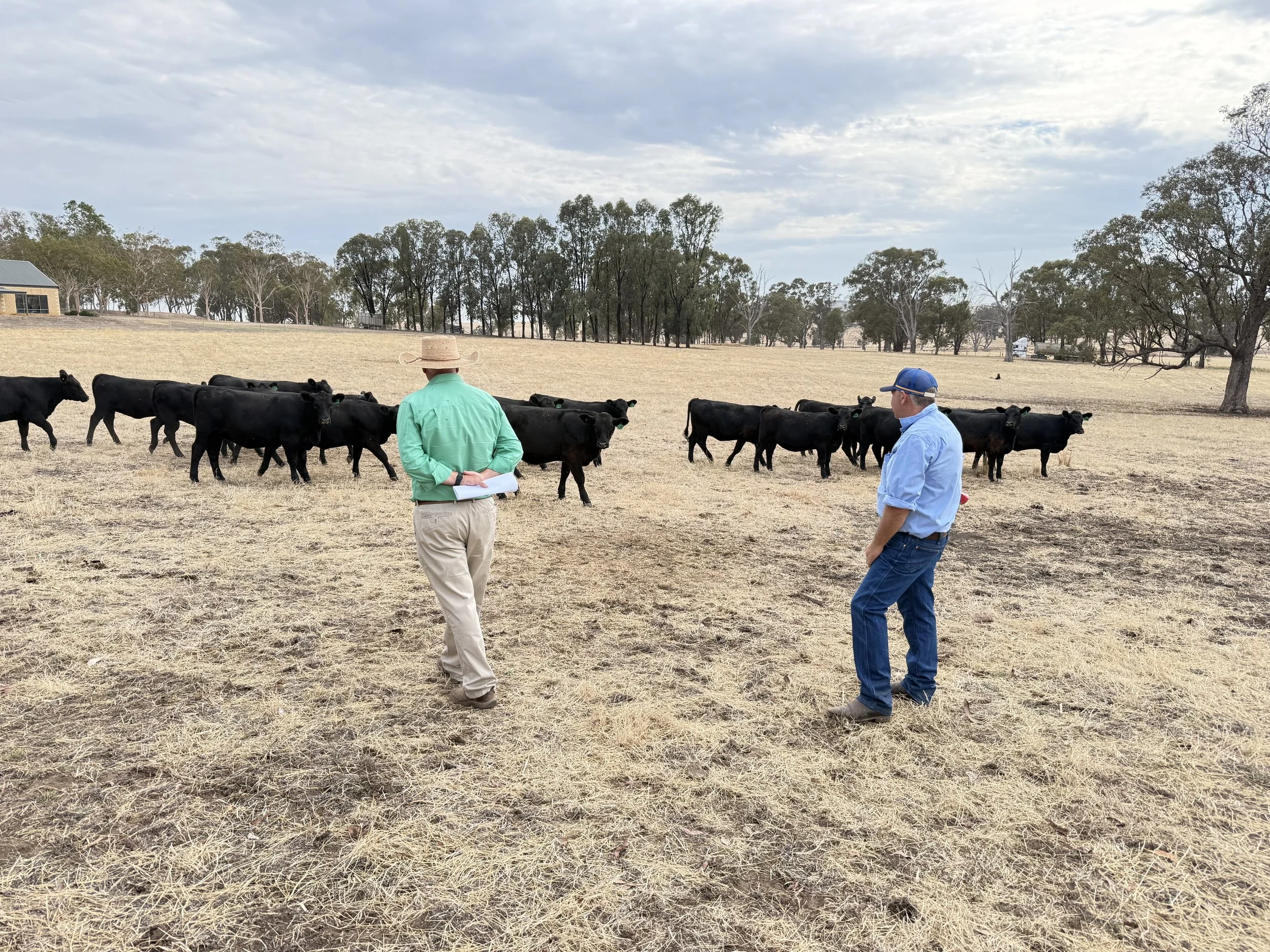 People looking at cattle