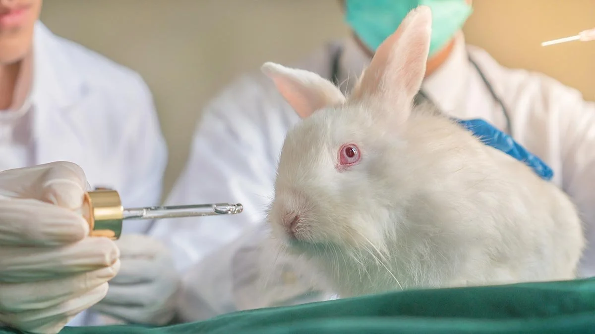 What Does ‘Animal Testing’ Mean, Really? — The Woof