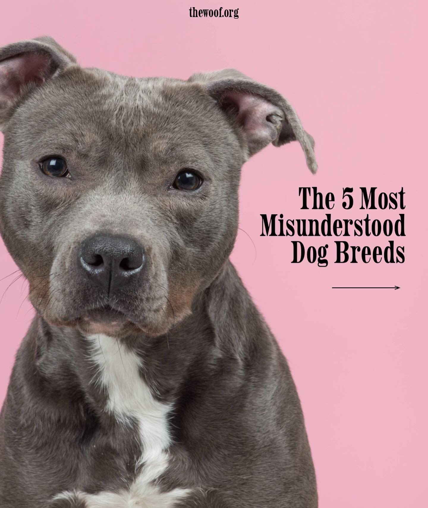 These breeds often get an unfair rep, so we&rsquo;re here to break those misconceptions &amp; shed light on their true personalities. With proper socialization and training, these dogs are all wonderful family pups❣️