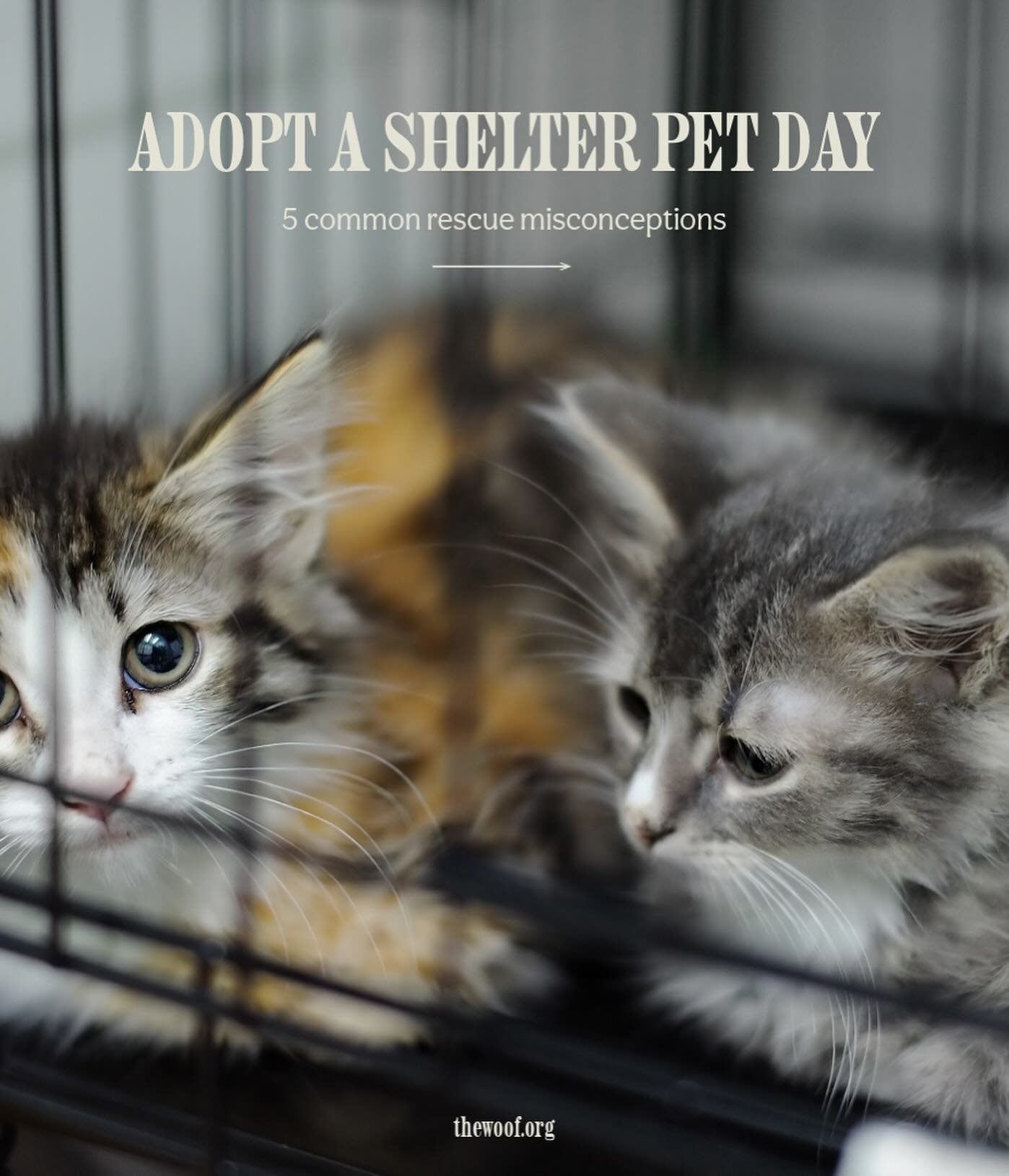 Today is #NationalAdoptAShelterPetDay and we&rsquo;re to dispel some common myths about shelter pets. Shelters allow these animals a second chance at life, consider adoption today &amp; everyday!