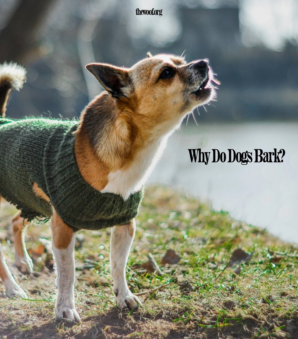 Did you know dog barking originates from wolves? Vocalization was essential in packs for communication like warning of threats, coordinating hunts, and establishing hierarchies. Learn more about why dogs bark on our website!🗣️🐾