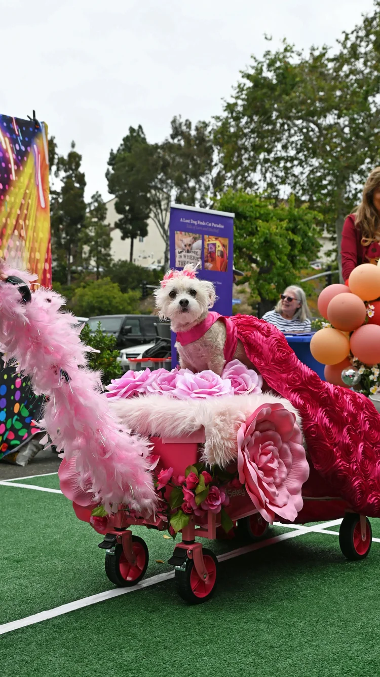 Adopted Rescue Dogs Reunite for ‘Puppy Prom’ at San Diego Shelter — The ...