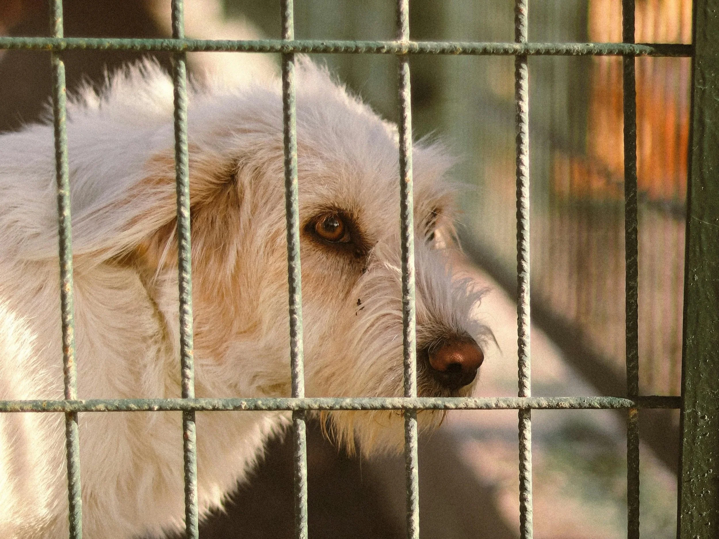 Over 160,000 Pets Find Homes During 2025 ‘Clear the Shelters’ Campaign