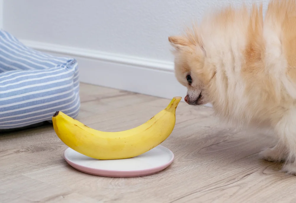 Beautiful view of Dogs And Bananas For Improved Gut Health