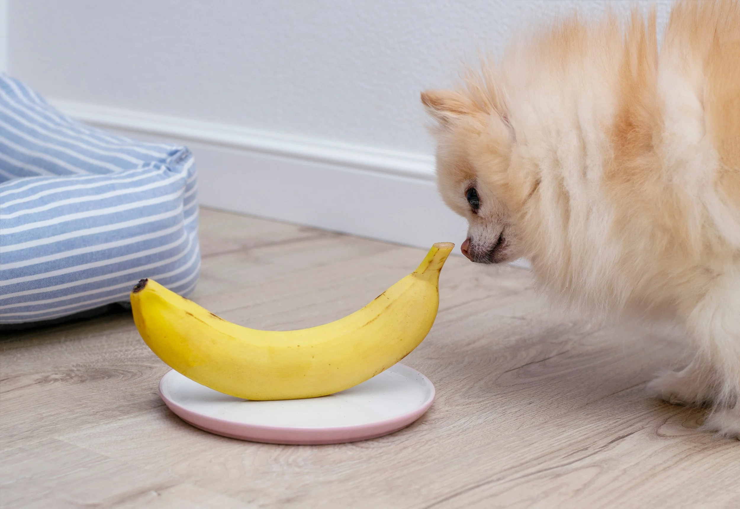Can Dogs Eat Bananas? A Complete Guide to Safe Household Foods for Your ...