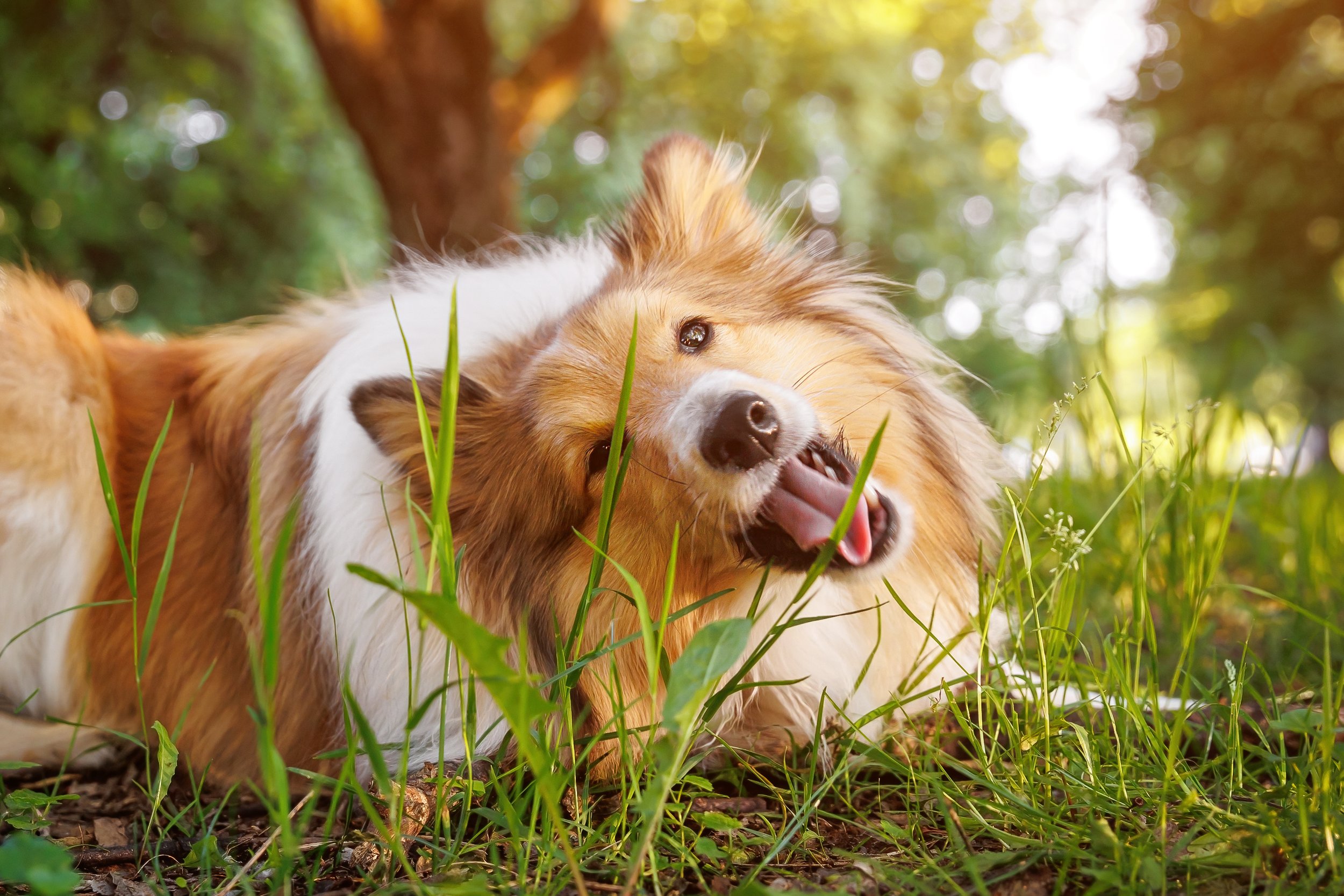 Image showcasing Why Do Dogs Eat Grass? — The Woof