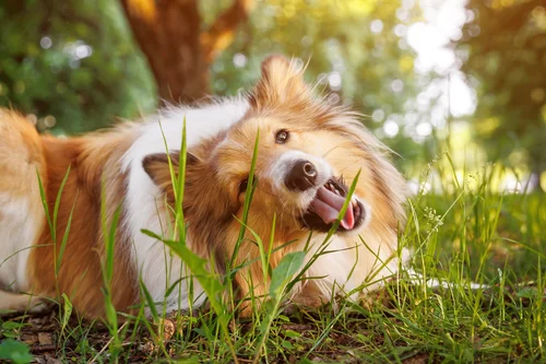 Why Do Dogs Eat Grass? — The Woof - Why Do Dogs Crave Grass For Magnesium Calcium Minerals
