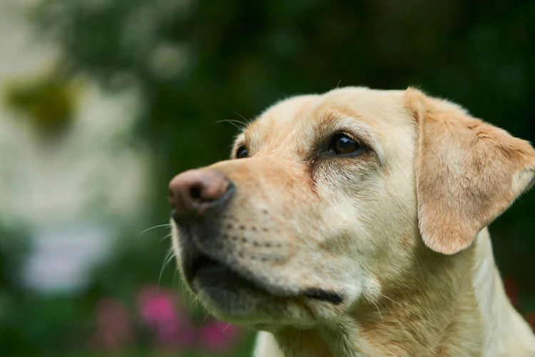 Labrador Square The Complete Guide to Labrador Retrievers — The Woof