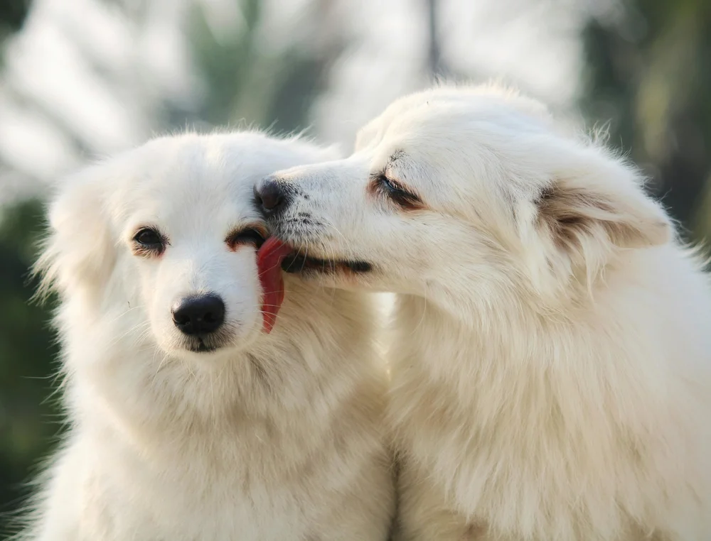 The Pros and Cons of Having a Two-Dog Household — The Woof