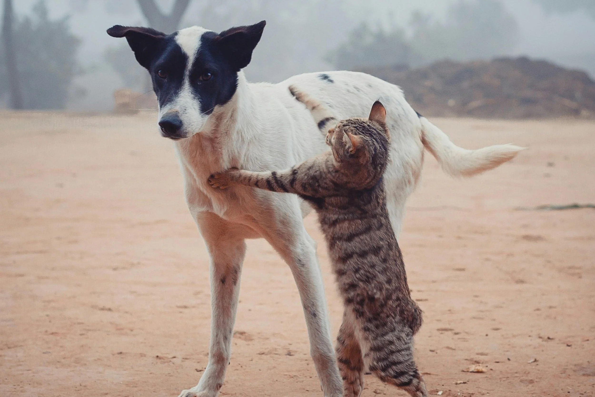 How to Introduce a Cat to Your Dog or Puppy: A Step-by-Step Guide