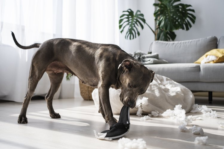 Chewing and Destructive Behavior: How to Prevent Your Dog from ...