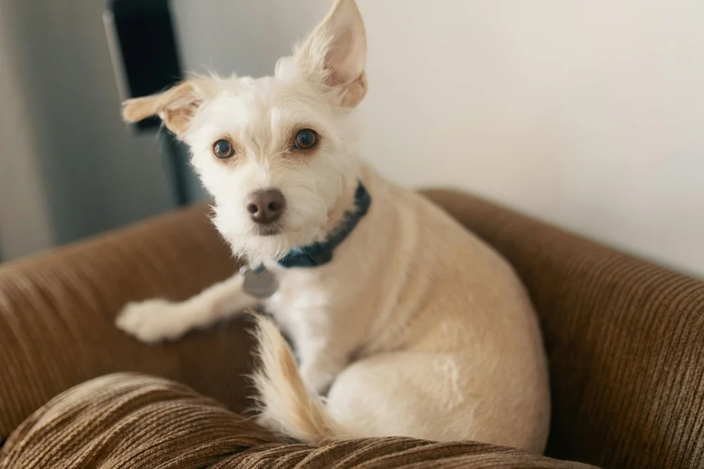 Post-Swim Dog Care Tips - Dogwood Animal Hospital