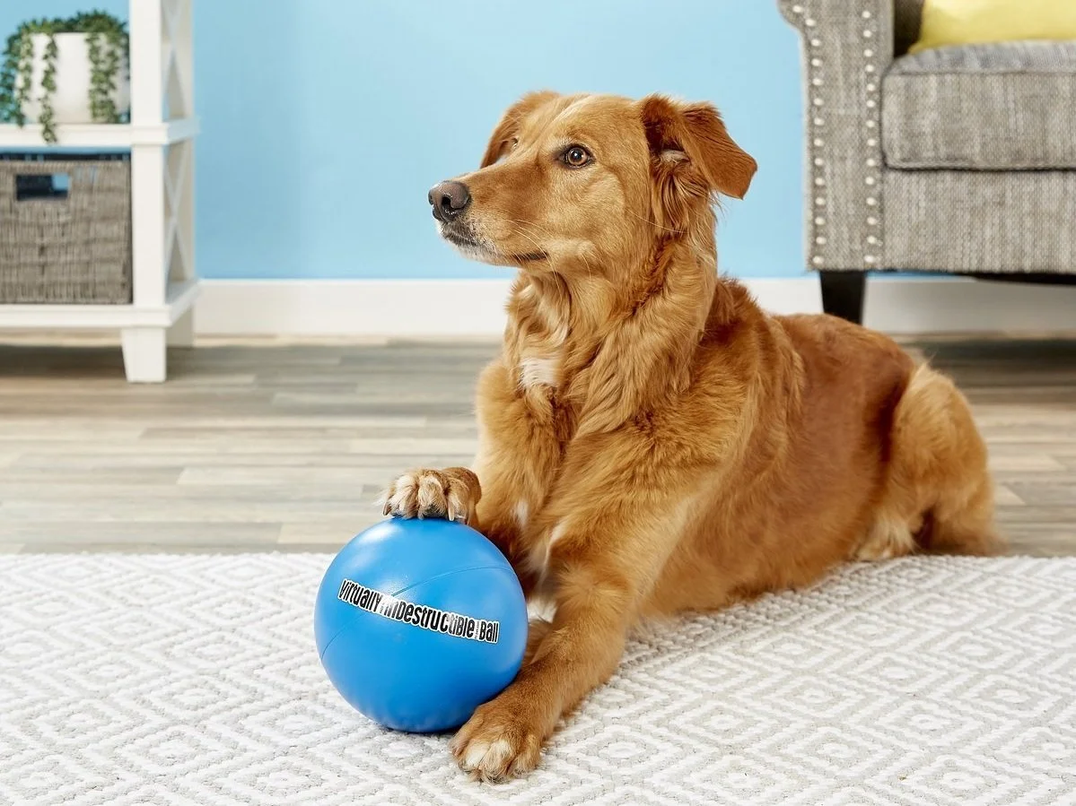 View of The Best Dog Toys for Aggressive Chewers — The Woof