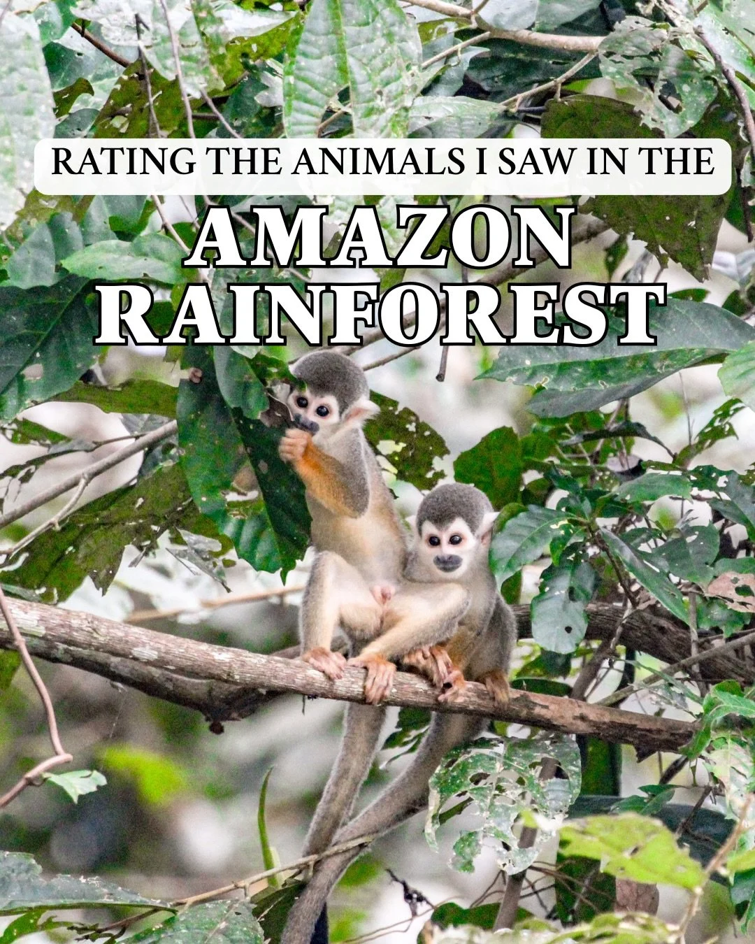 The South American version of a safari👇

&hellip;is definitely something to add to your bucket list!

We recently traveled to the Amazon Rainforest (specifically Waita Lodge in the Cuyabeno Reserve) and it was INSANE.

On top of all of the things ab