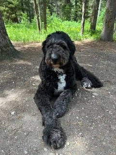 A black puppy with white markings lying on the ground in a wooded area with green grass and trees in the background.
