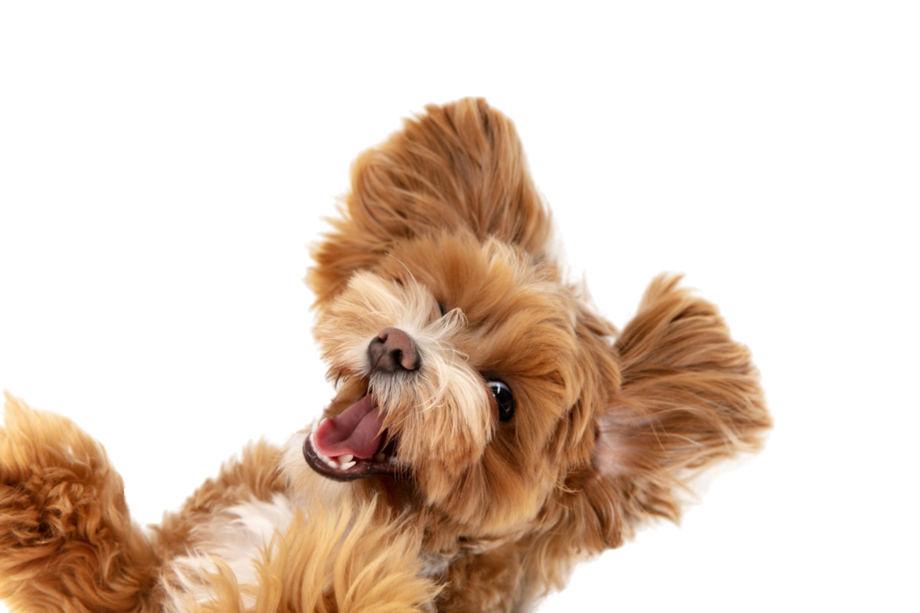 A playful, fluffy brown dog with long, wavy fur showing teeth and tongue.