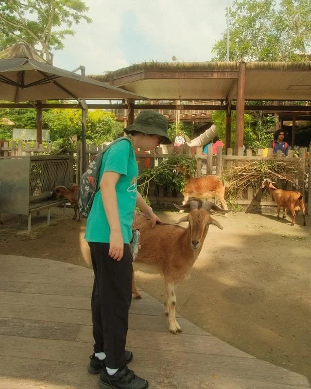 A young boy in a green shirt and black pants petting a small goat at a petting zoo.