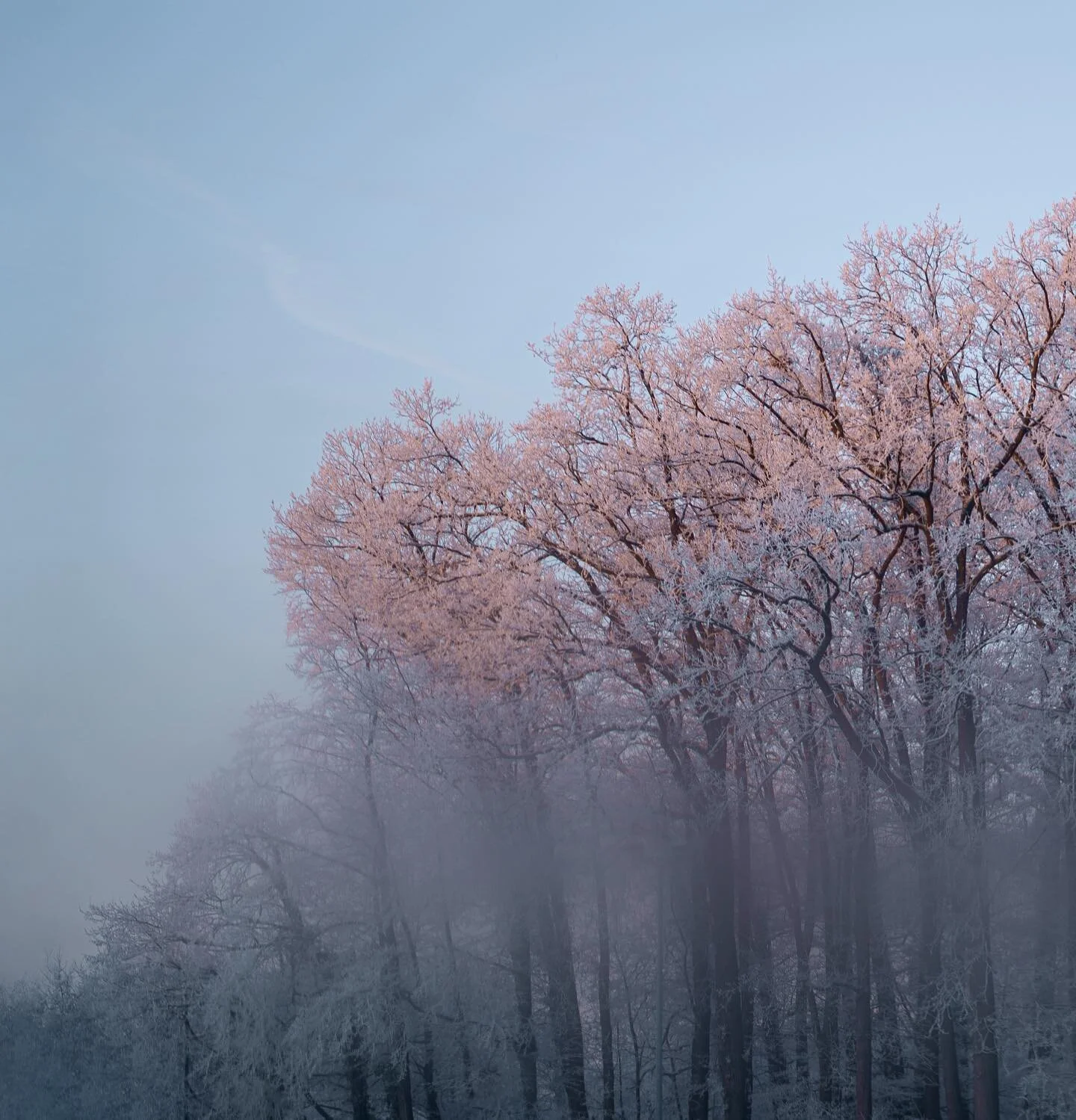Morgensonne auf B&auml;umen.

So, jetzt wird aber die Illusion zerst&ouml;rt: Dieses St&uuml;ck unber&uuml;hrte Natur ist mitten im Industriegebiet, gerade mal 150m von der Haust&uuml;r entfernt.

#winterphotography #winternature #morningsun #sonya7i