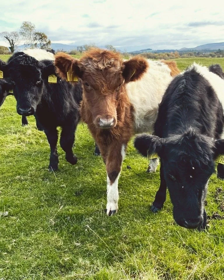 Some very special guests this month!
#farmlife #scotland #chariclo