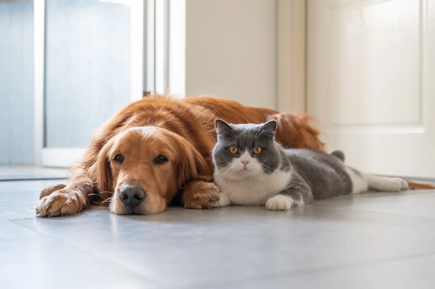 A dog and a cat lying together indoors, representing companion animal medicines