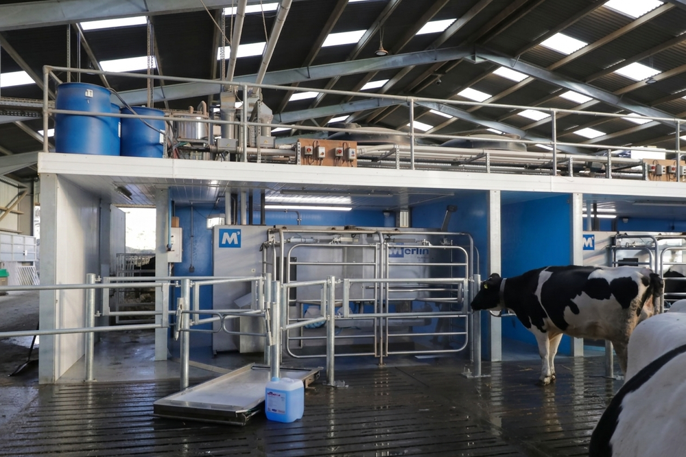 Two Fullwood Merlin robot boxes working in a Scottish dairy shed, a Holstein cow walking into the nearer one