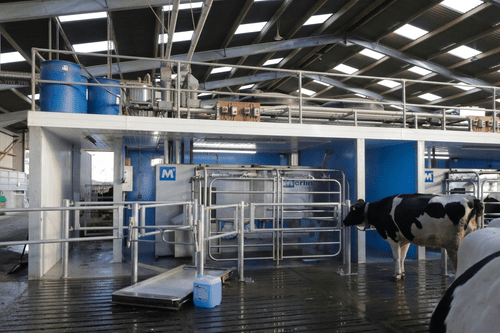 Two Fullwood Merlin robot boxes working in a Scottish dairy shed, a Holstein cow walking into the nearer one