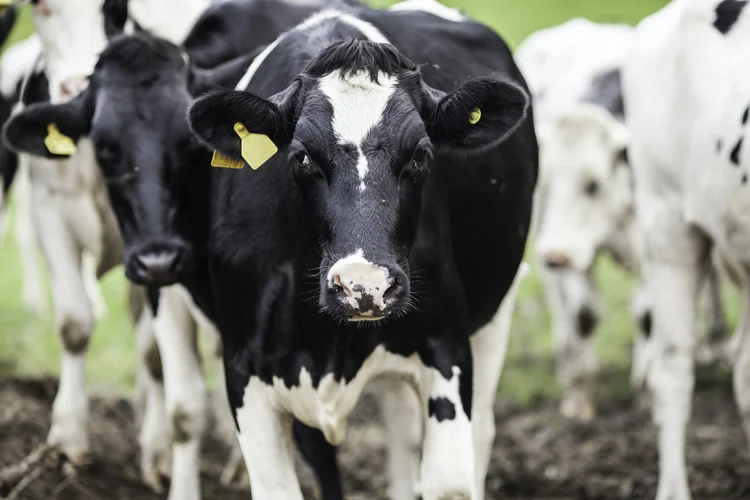 Holstein dairy cows facing the camera wearing yellow ear tags