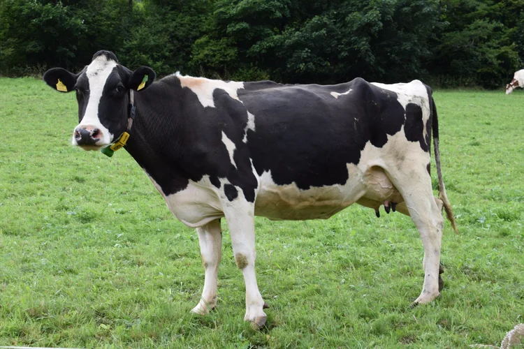 Black and white dairy cow standing in a green pasture