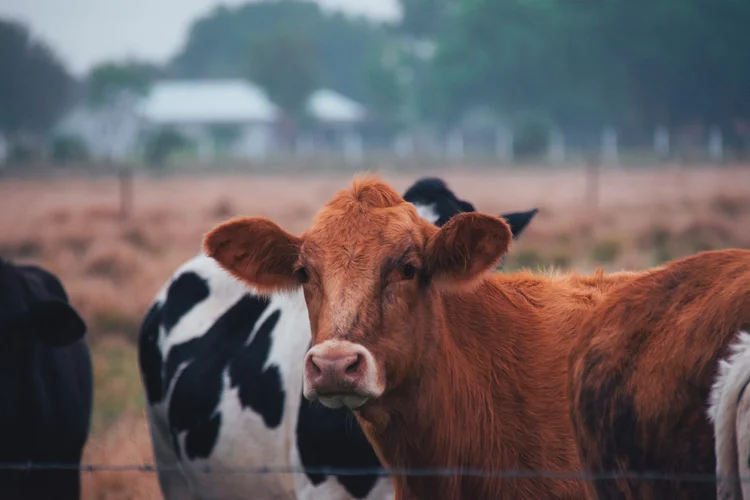 Brown and black cattle standing together in a field