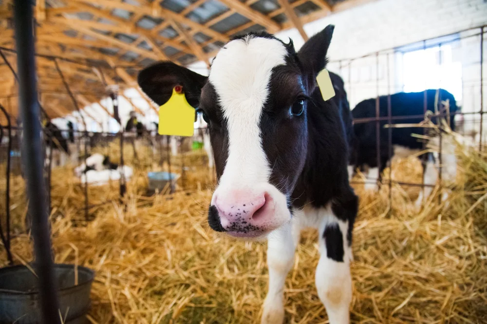 A young Holstein calf with yellow ear tags standing in a straw-bedded pen