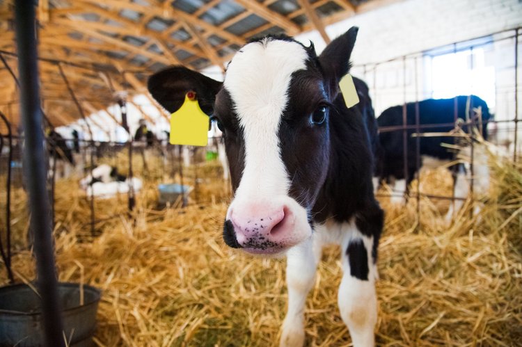 A young Holstein calf with yellow ear tags standing in a straw-bedded pen in a timber-framed barn