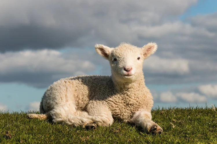 Newborn lamb sitting on grass against a blue sky
