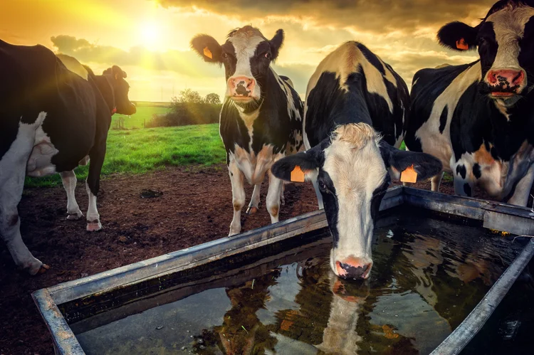Dairy cows drinking from a water trough at sunset