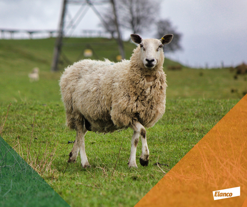 Sheep farmers urged to use a newer wormer active this autumn