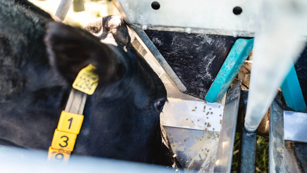 Dairy cow&rsquo;s electronic ear tag being read at the Hanskamp FeedStation Mobile