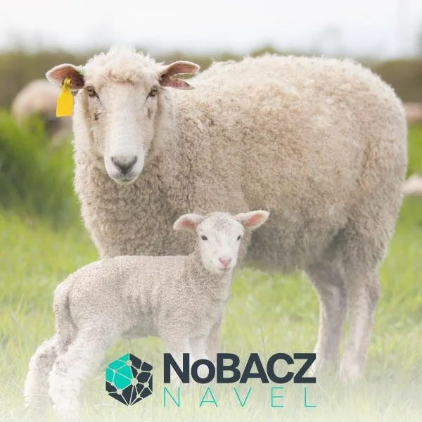 Navel Care at Lambing: Why Barrier Solutions Are Replacing Traditional Iodine