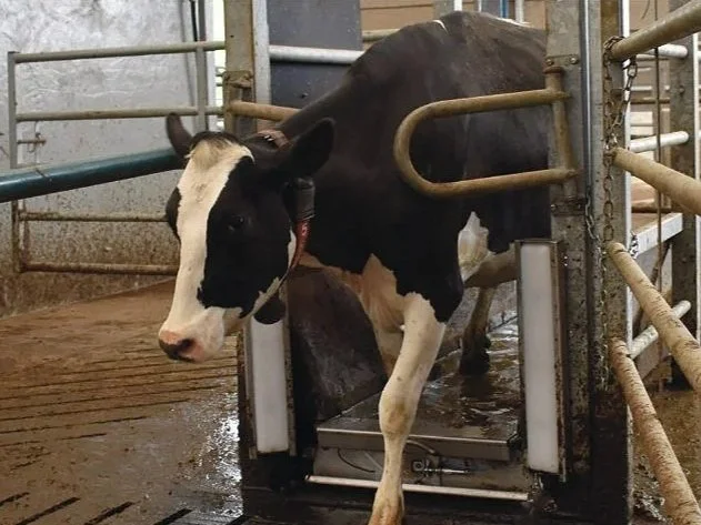 Dairy cow walking through a Hoofcount automatic footbath at the exit of a milking parlour