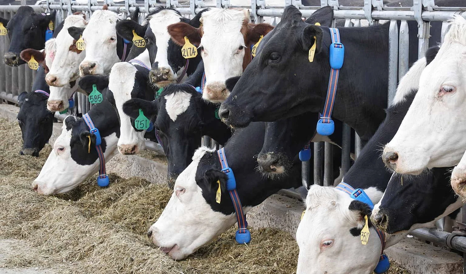 A row of Holstein and Friesian dairy cows feeding at a barrier, each wearing a blue Afimilk monitoring collar