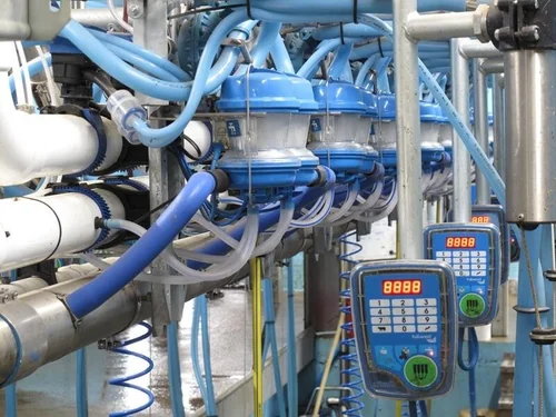 Close-up of a stall keypad below the blue milking units overhead